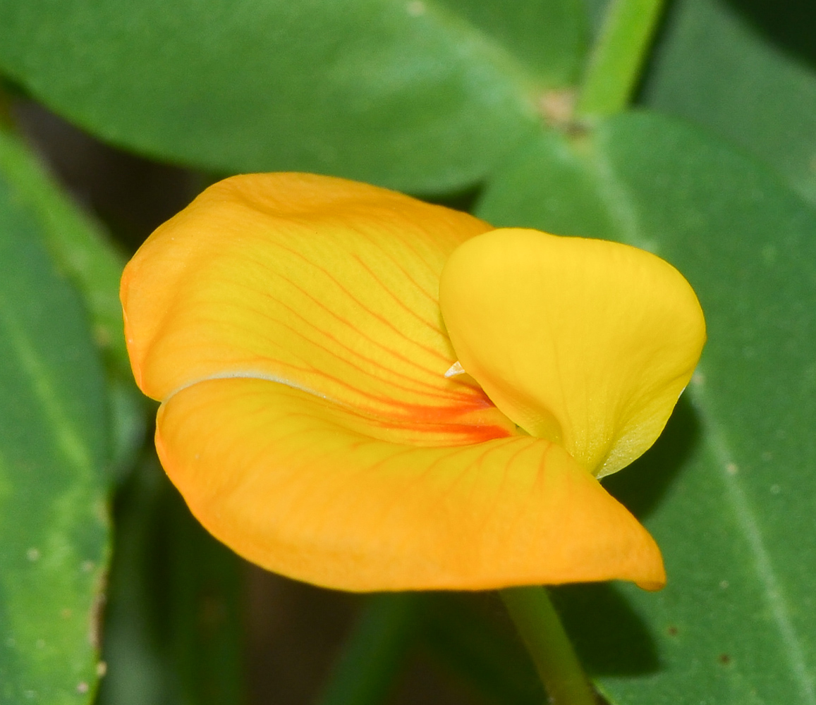 Image of Arachis hypogaea specimen.