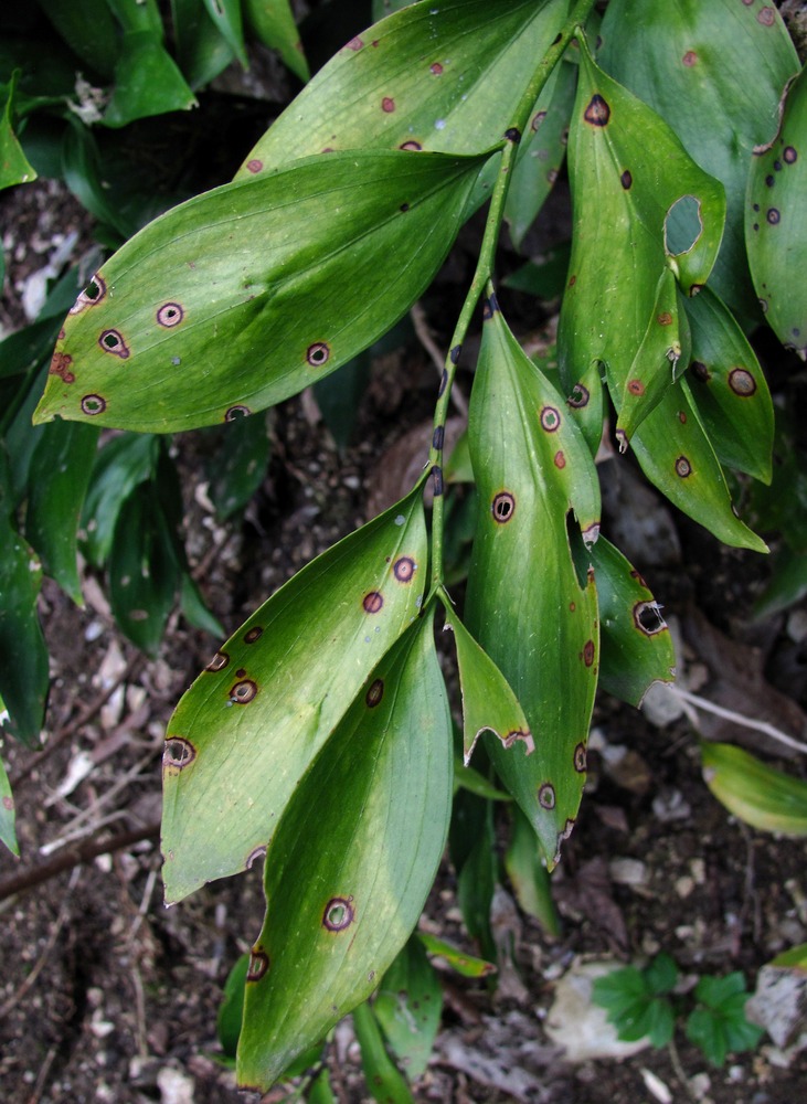 Image of Ruscus colchicus specimen.