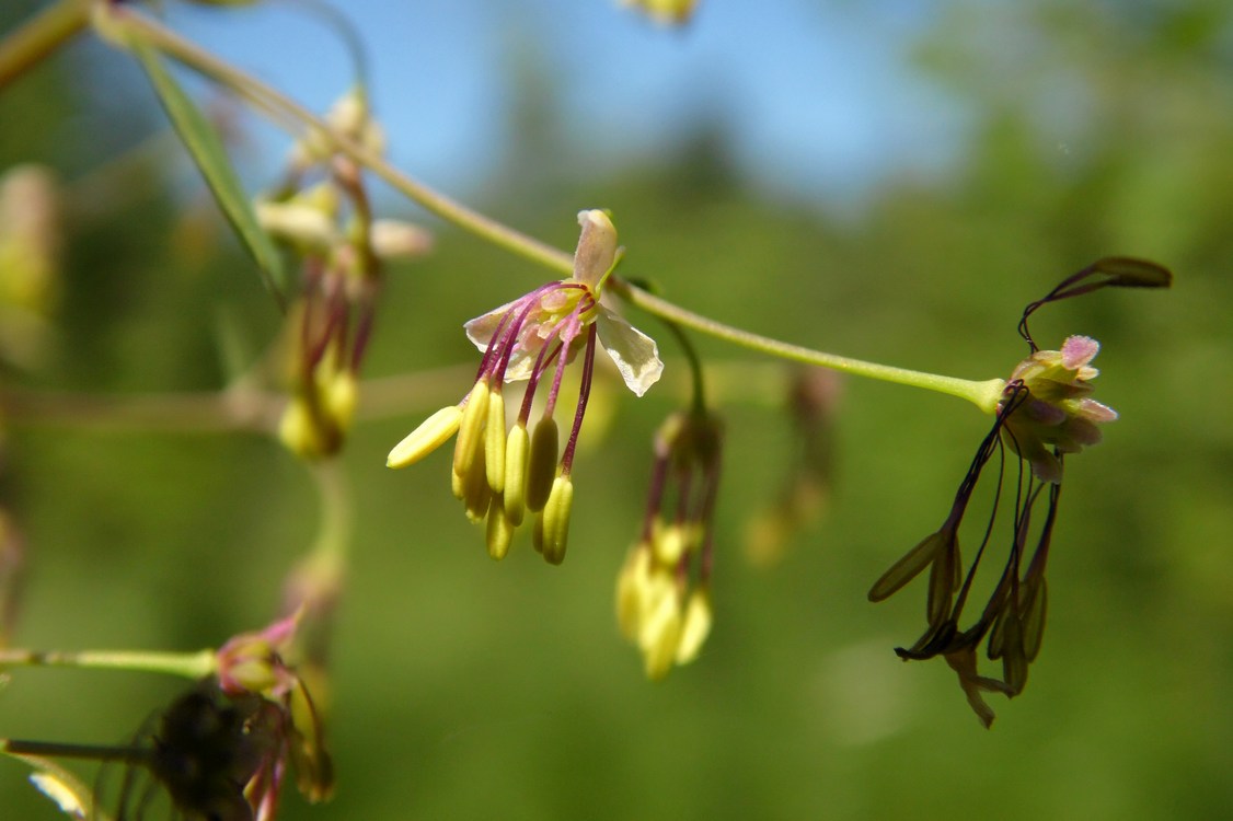 Изображение особи Thalictrum simplex.