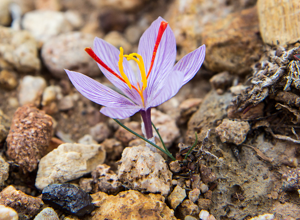 Image of Crocus cartwrightianus specimen.