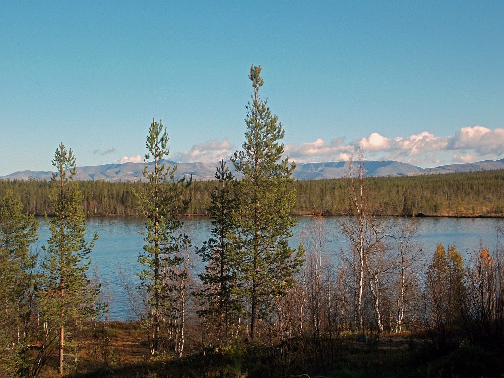 Image of Pinus friesiana specimen.