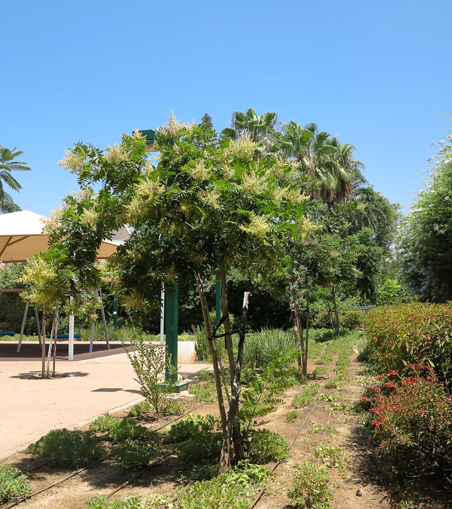 Image of Rhus copallinum specimen.