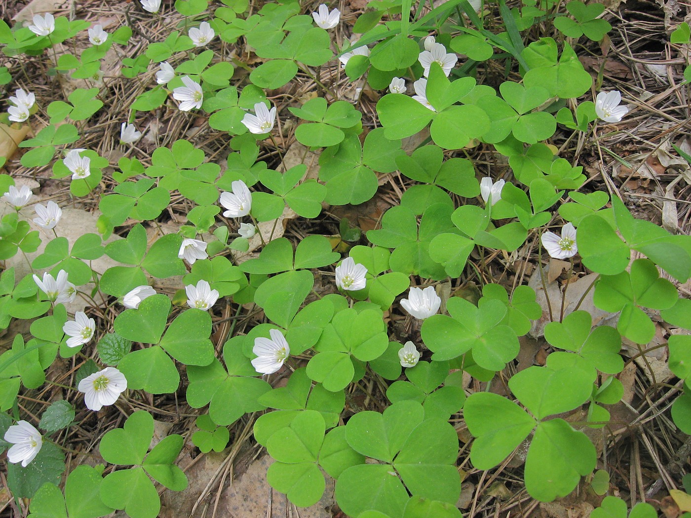 Изображение особи Oxalis acetosella.