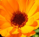 Calendula officinalis. Середина соцветия. Восточный Казахстан, Уланский р-н, с. Украинка, дачный участок, в культуре. 26.06.2013.