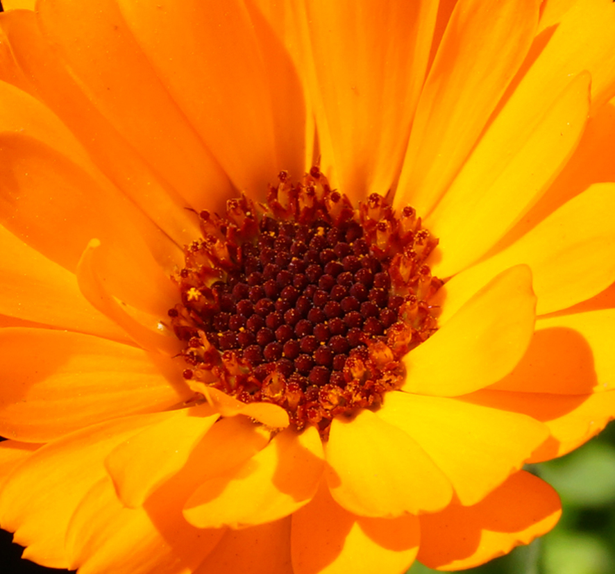 Изображение особи Calendula officinalis.