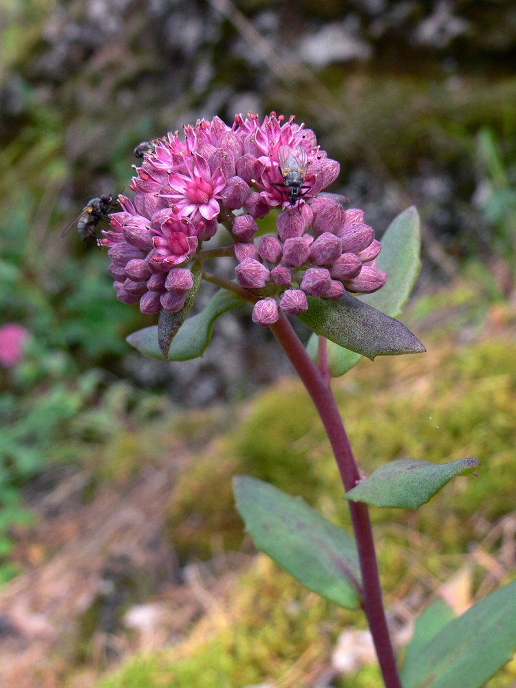 Изображение особи Hylotelephium triphyllum.