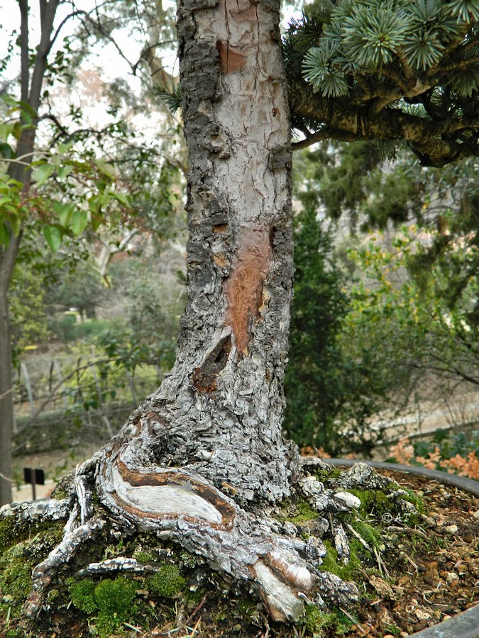 Image of Cedrus atlantica specimen.