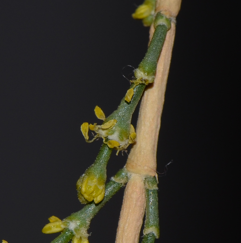 Image of Haloxylon persicum specimen.