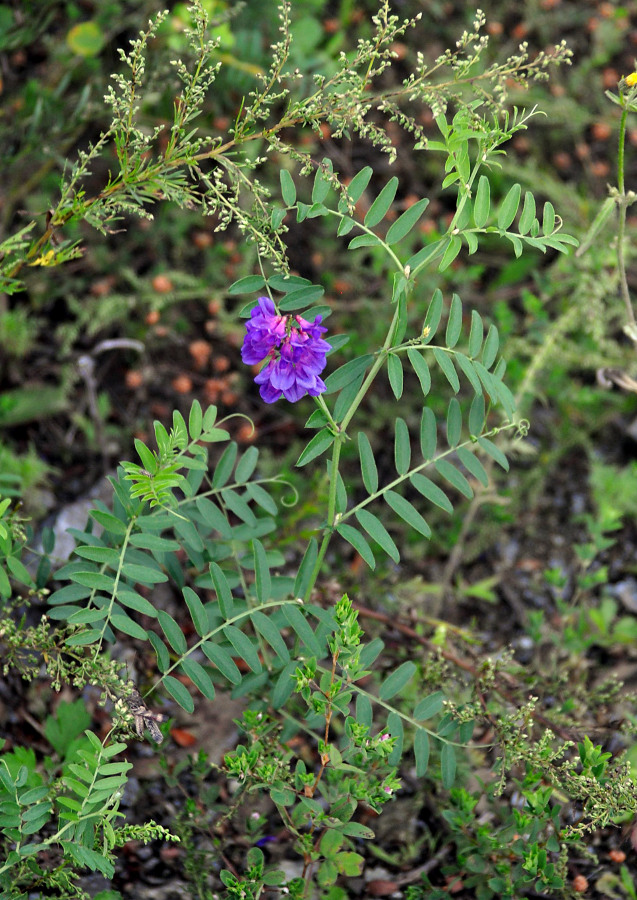 Image of Vicia amoena specimen.