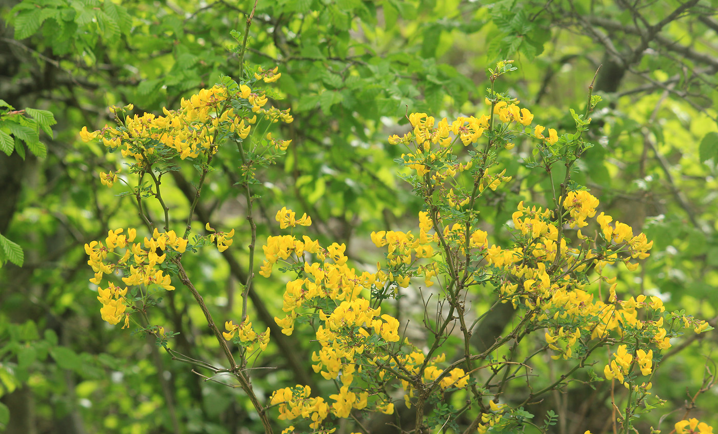 Image of Hippocrepis emeroides specimen.