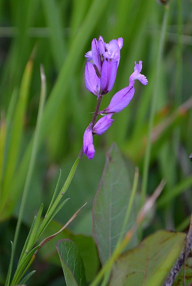 Изображение особи Polygala major.