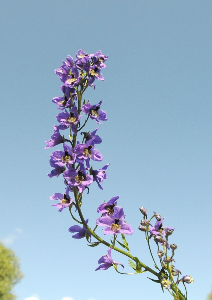 Image of genus Delphinium specimen.