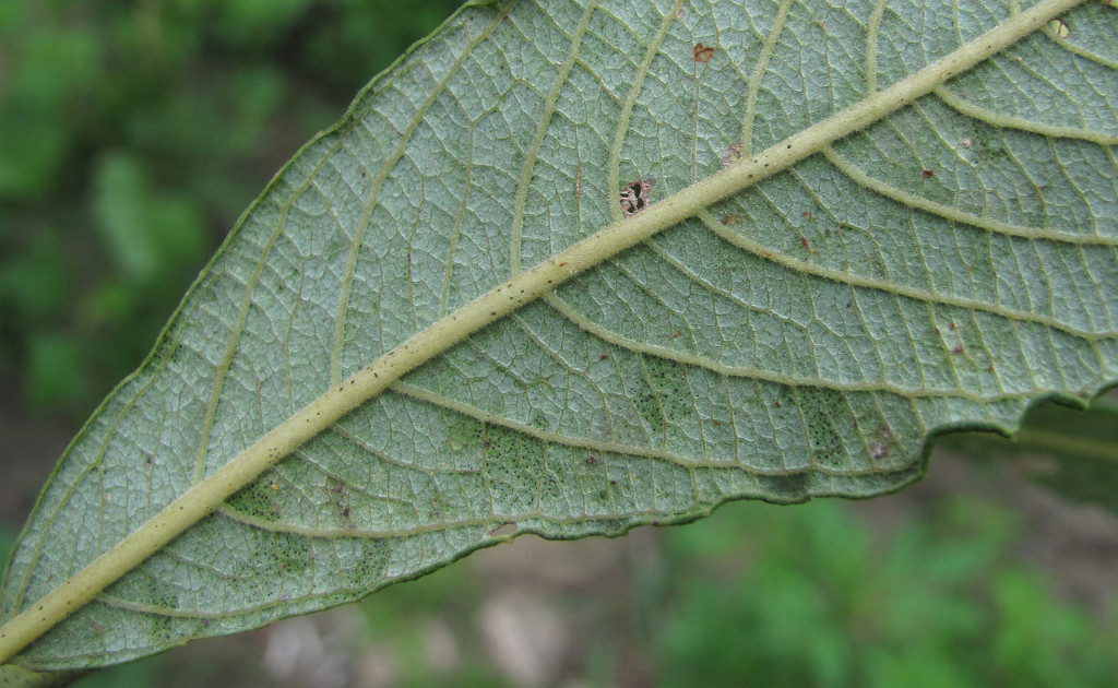 Image of Salix cinerea specimen.