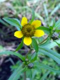 Bidens variety radiata