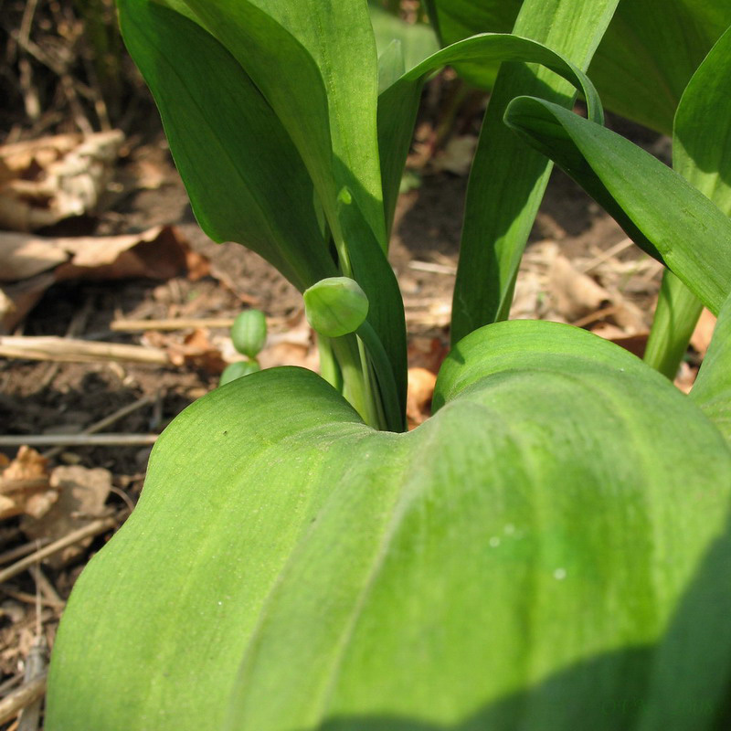 Image of Allium ochotense specimen.