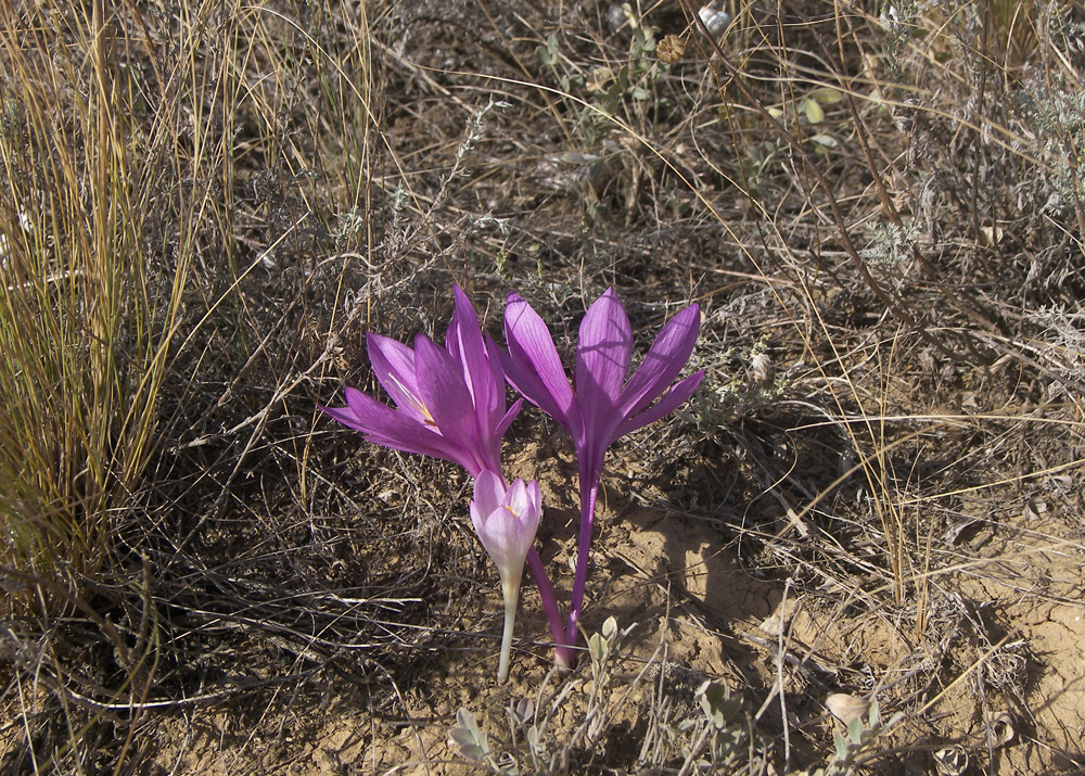 Image of Colchicum laetum specimen.