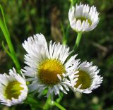 Erigeron annuus. Соцветия. Республика Татарстан, Зеленодольский р-н, окр. с. Ильинское, луг. 19.06.2015.