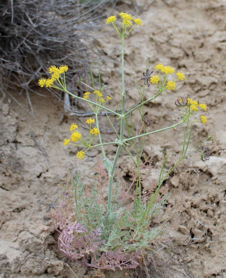 Image of Ferula szowitsiana specimen.