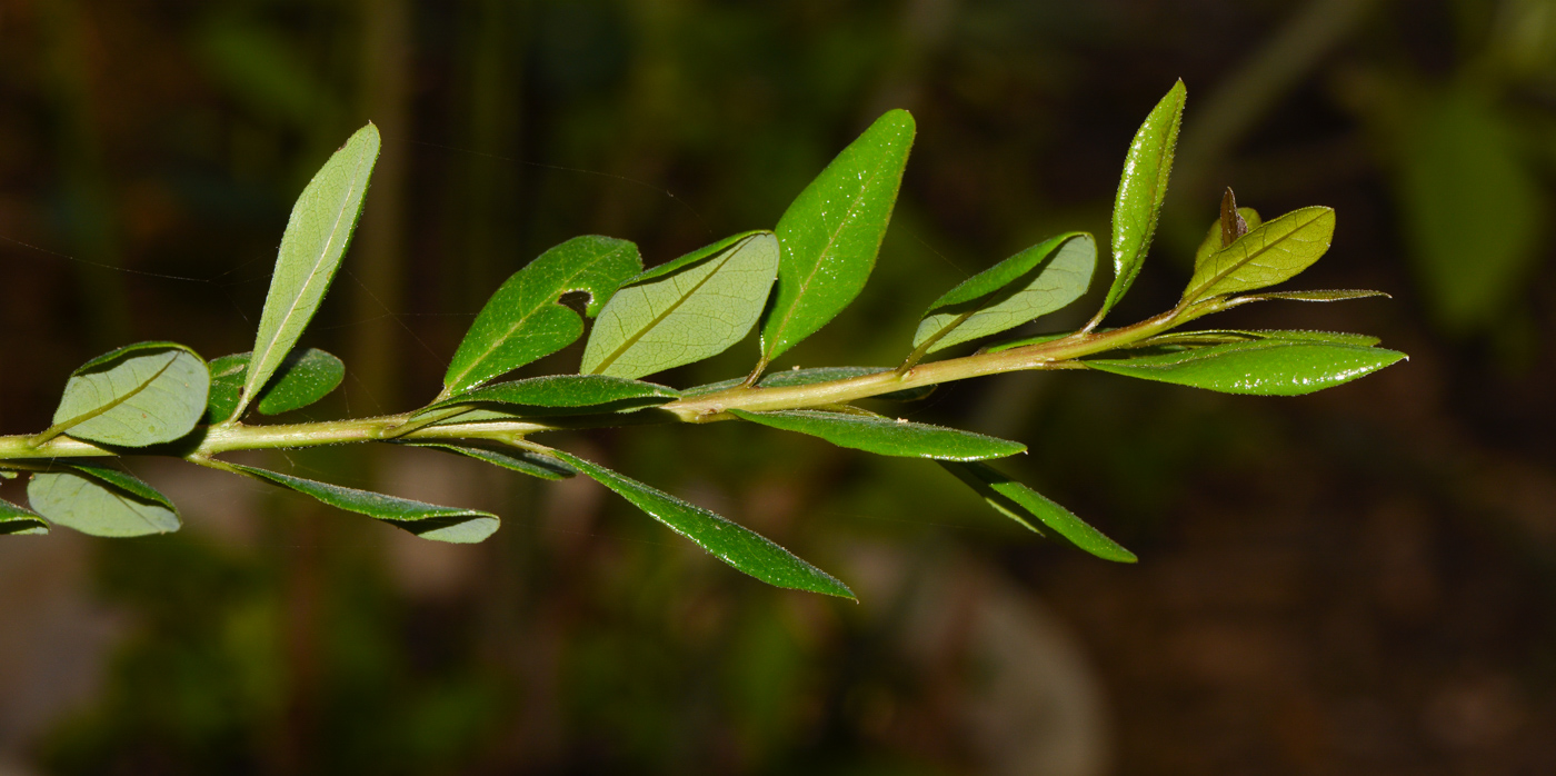 Image of Bourreria ovata specimen.