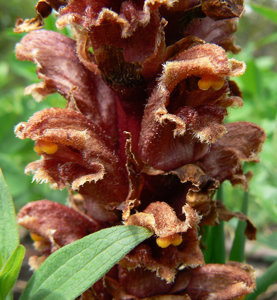 Image of Orobanche colorata specimen.