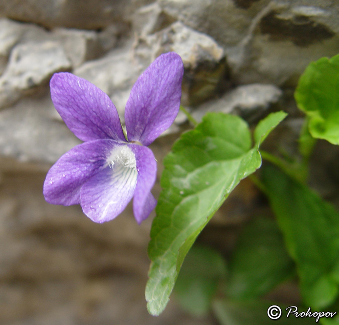 Изображение особи род Viola.