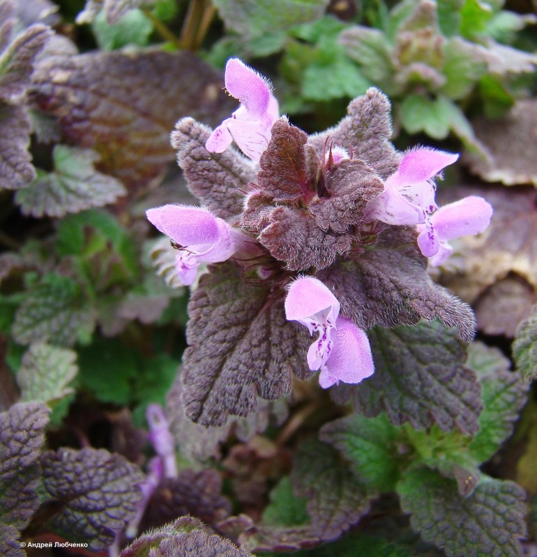 Image of Lamium purpureum specimen.