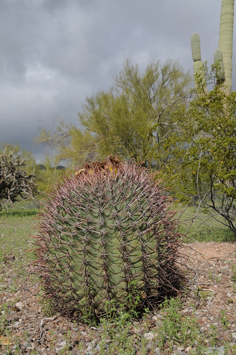 Изображение особи Echinocactus emoryi.