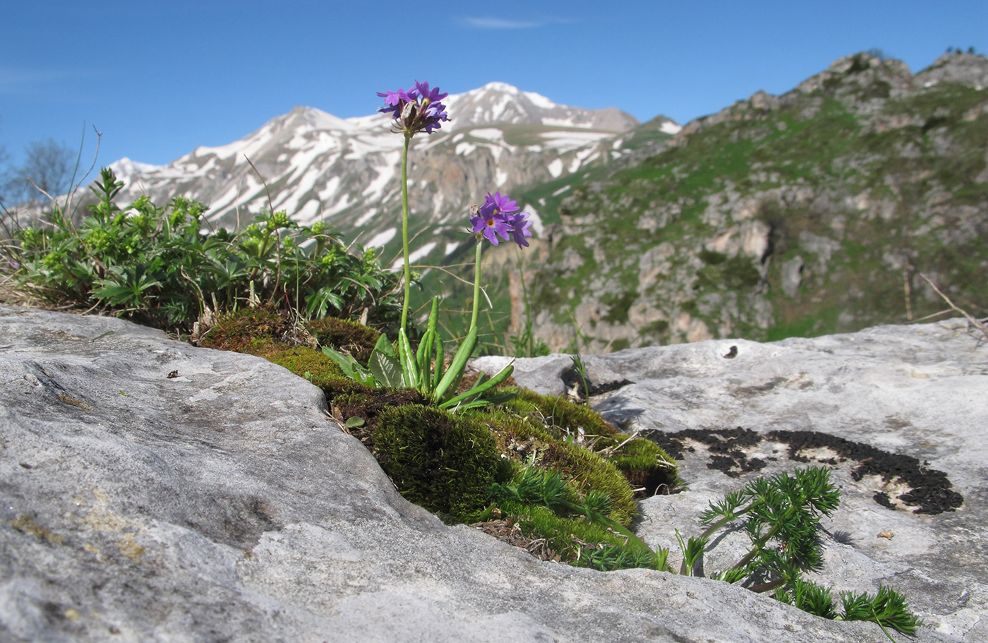 Image of Primula algida specimen.