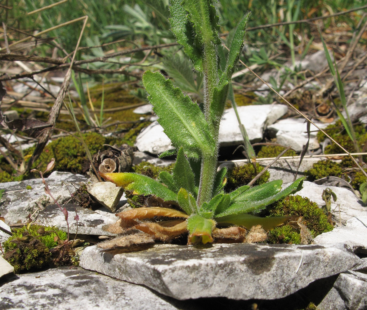 Image of Arabis sagittata specimen.