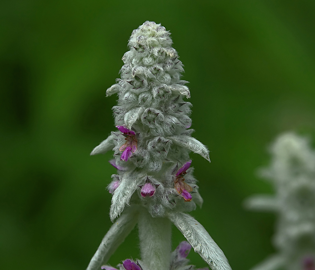 Изображение особи Stachys byzantina.