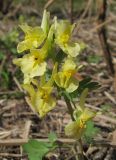 Corydalis bracteata. Соцветие. Томск, парк \"Университетская роща\". 05.05.2010.