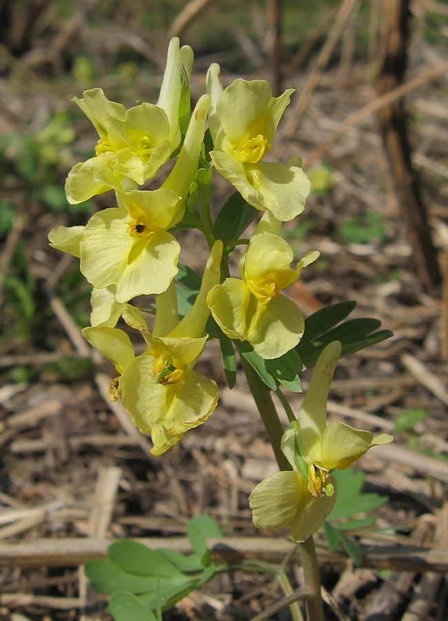 Image of Corydalis bracteata specimen.