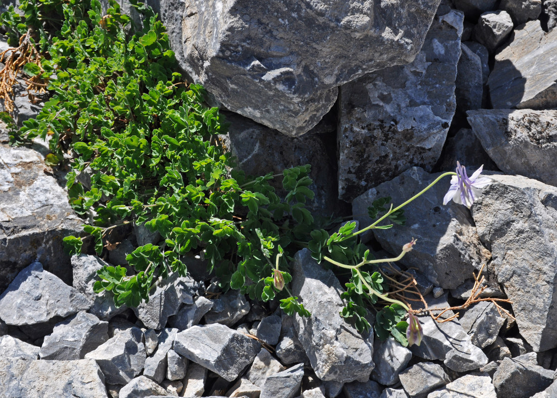 Image of Aquilegia vicaria specimen.