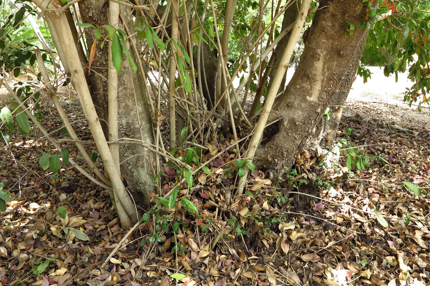 Image of Combretum erythrophyllum specimen.