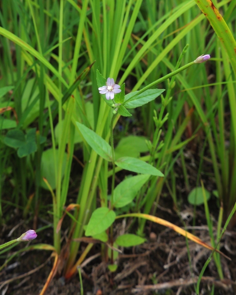 Image of genus Epilobium specimen.