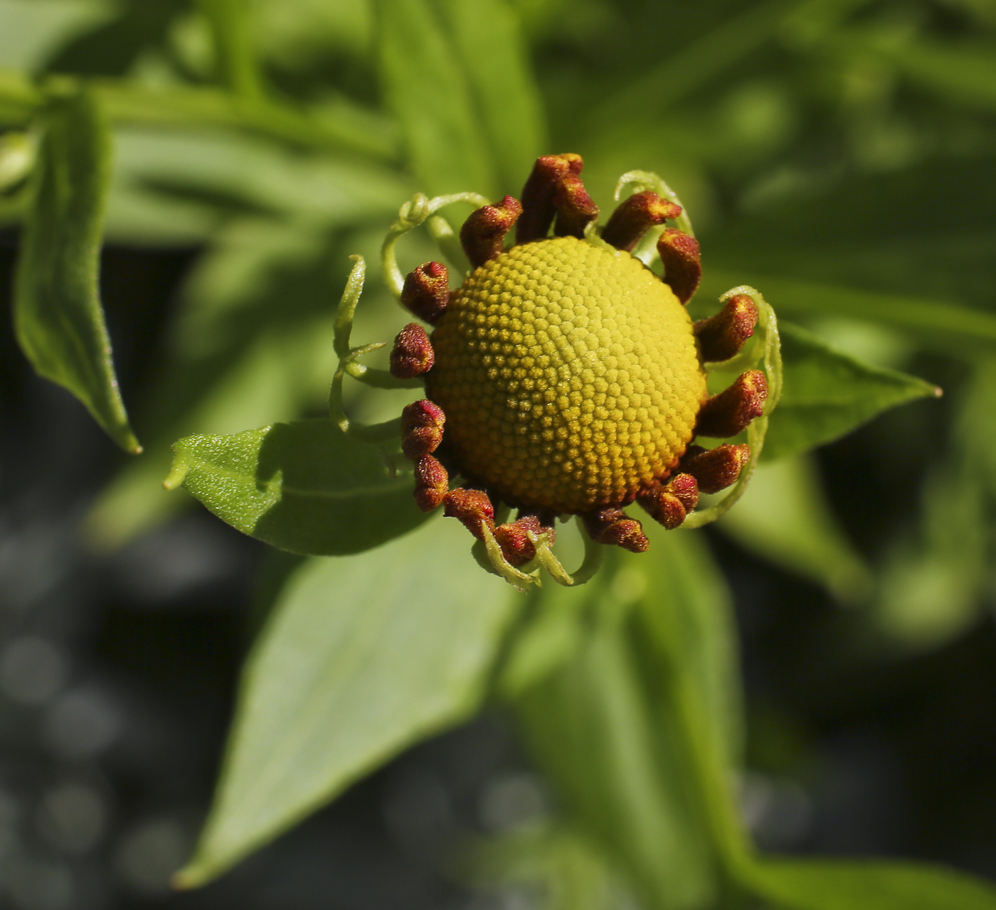 Image of Helenium autumnale specimen.