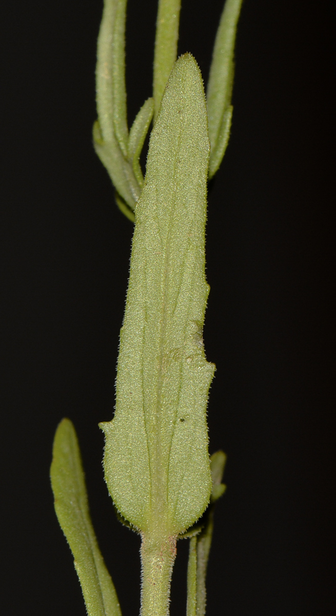 Image of Valerianella vesicaria specimen.