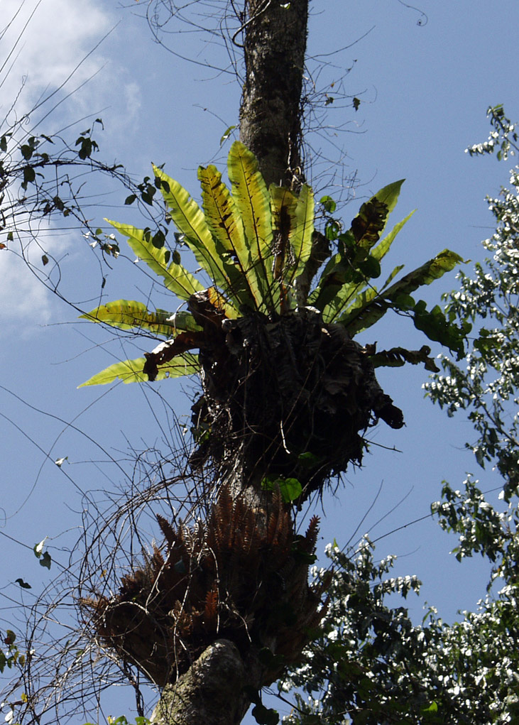 Image of Asplenium nidus specimen.