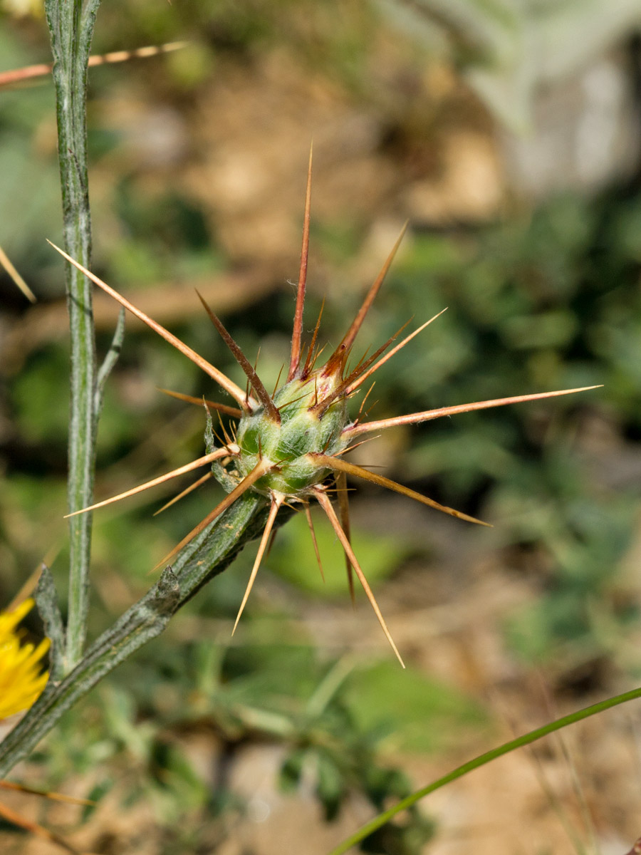 Image of Centaurea idaea specimen.