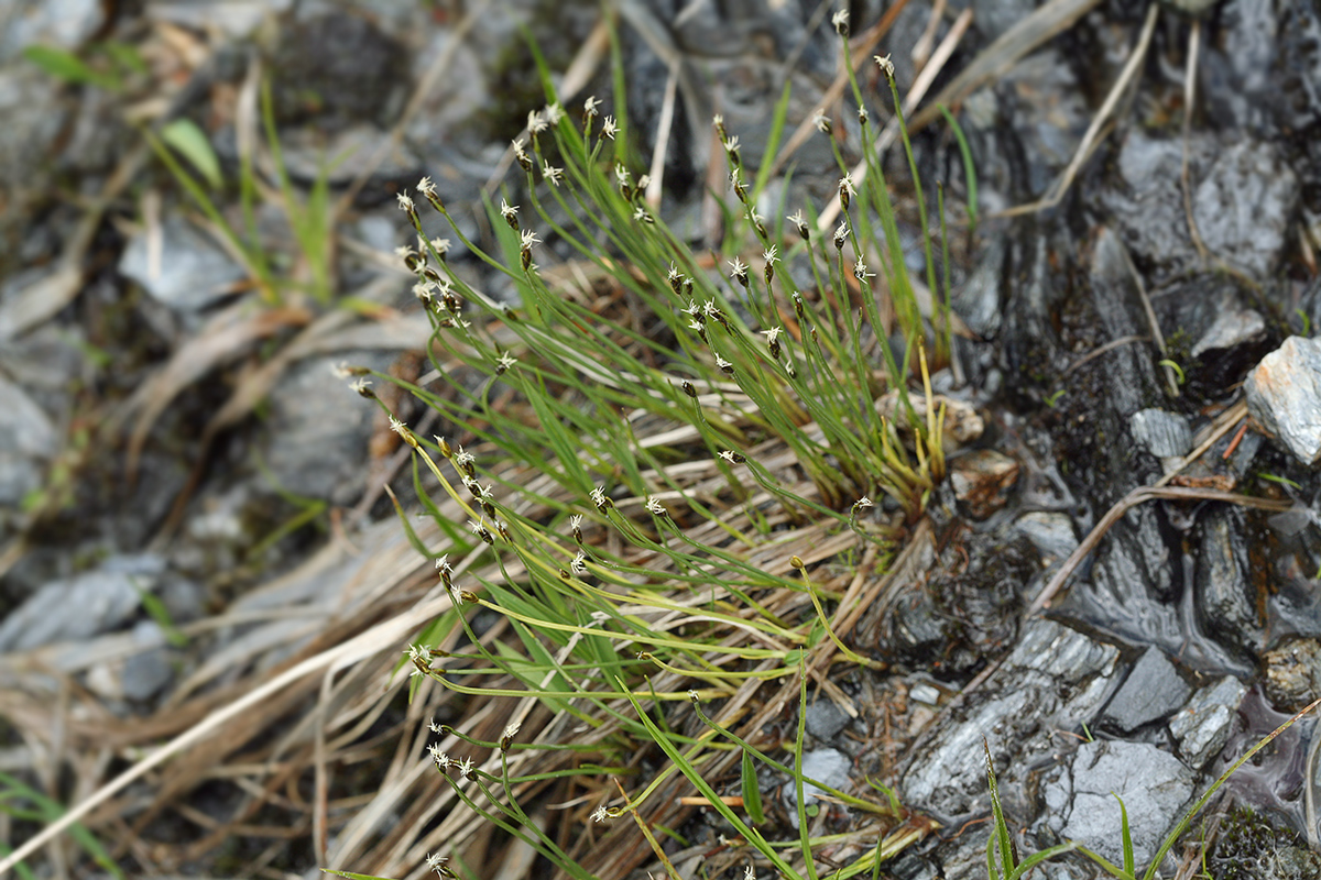 Image of Trichophorum alpinum specimen.