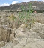 Nicotiana glauca. Отцветшее растение. Боливия, Ла-Пас, Лунная долина. 15 марта 2014 г.