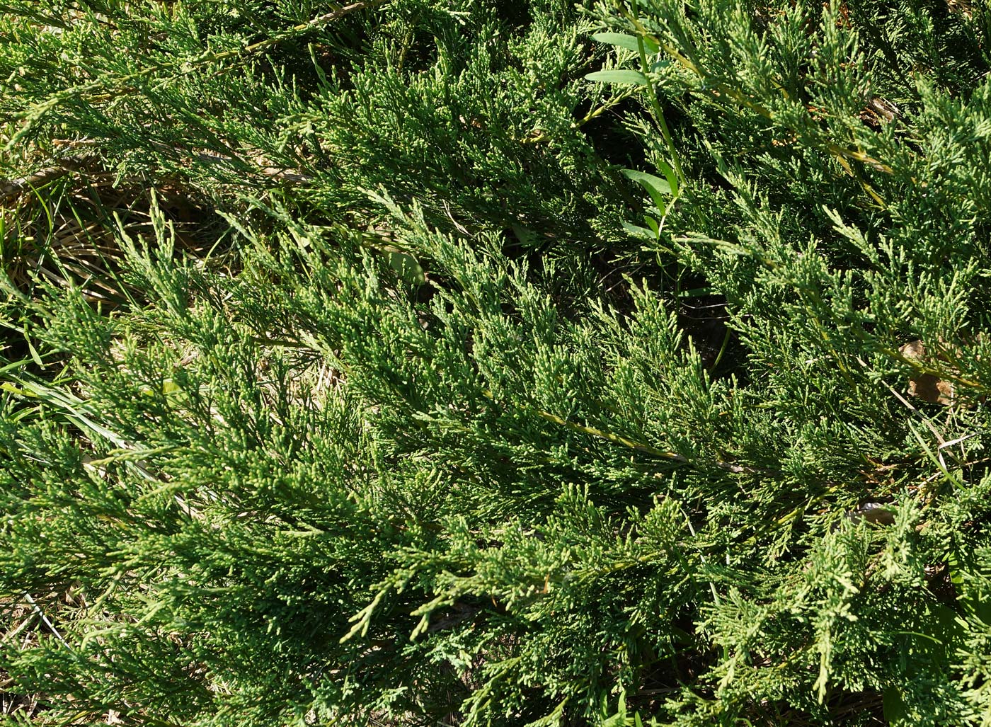 Image of Juniperus sabina specimen.