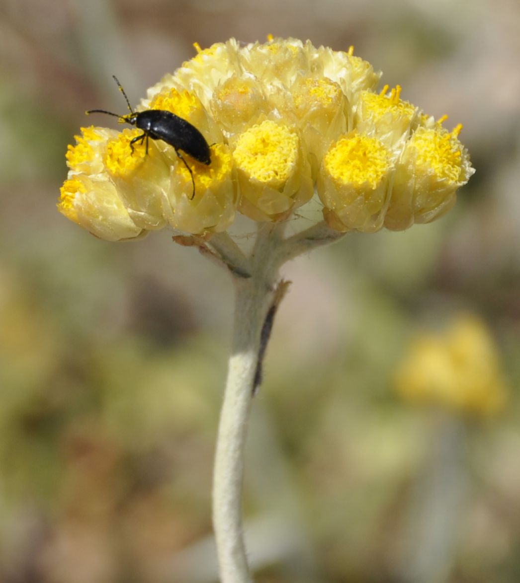 Image of Helichrysum stoechas ssp. barrelieri specimen.