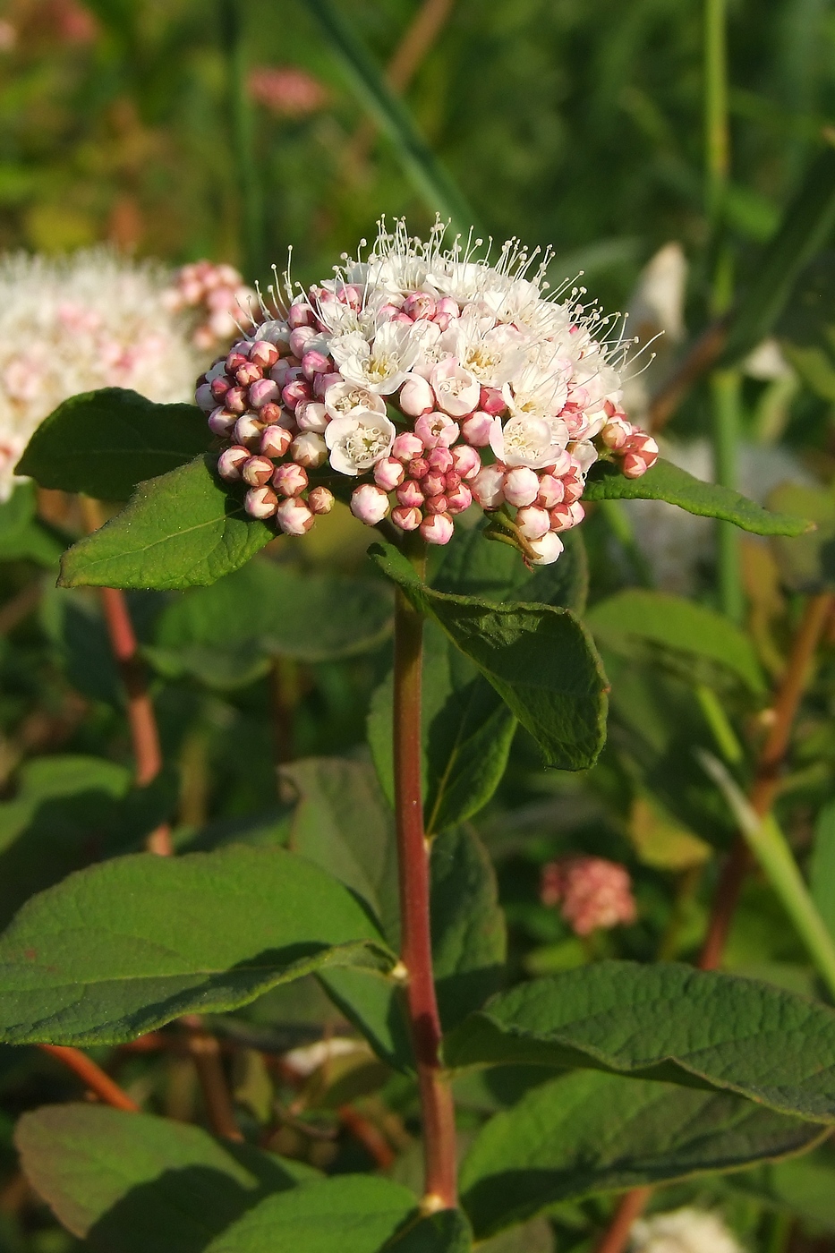 Image of Spiraea beauverdiana specimen.