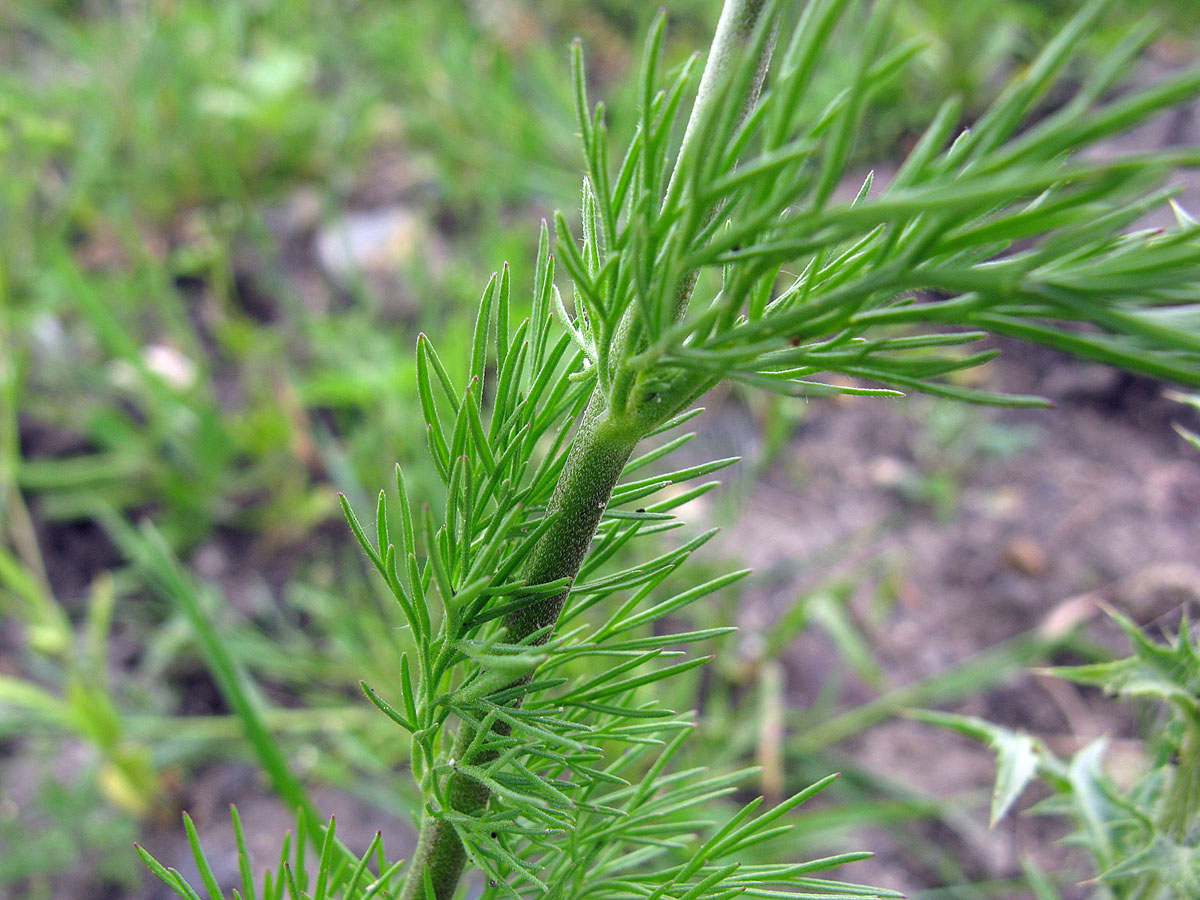 Image of Delphinium hispanicum specimen.