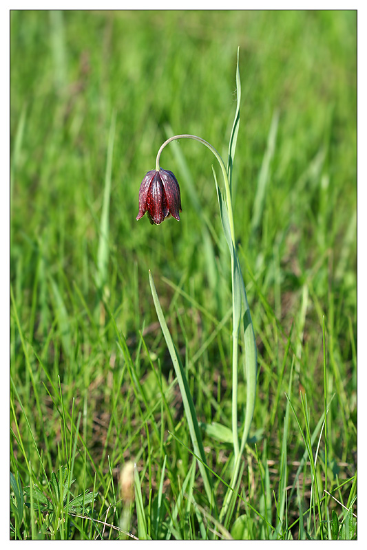 Image of Fritillaria meleagroides specimen.