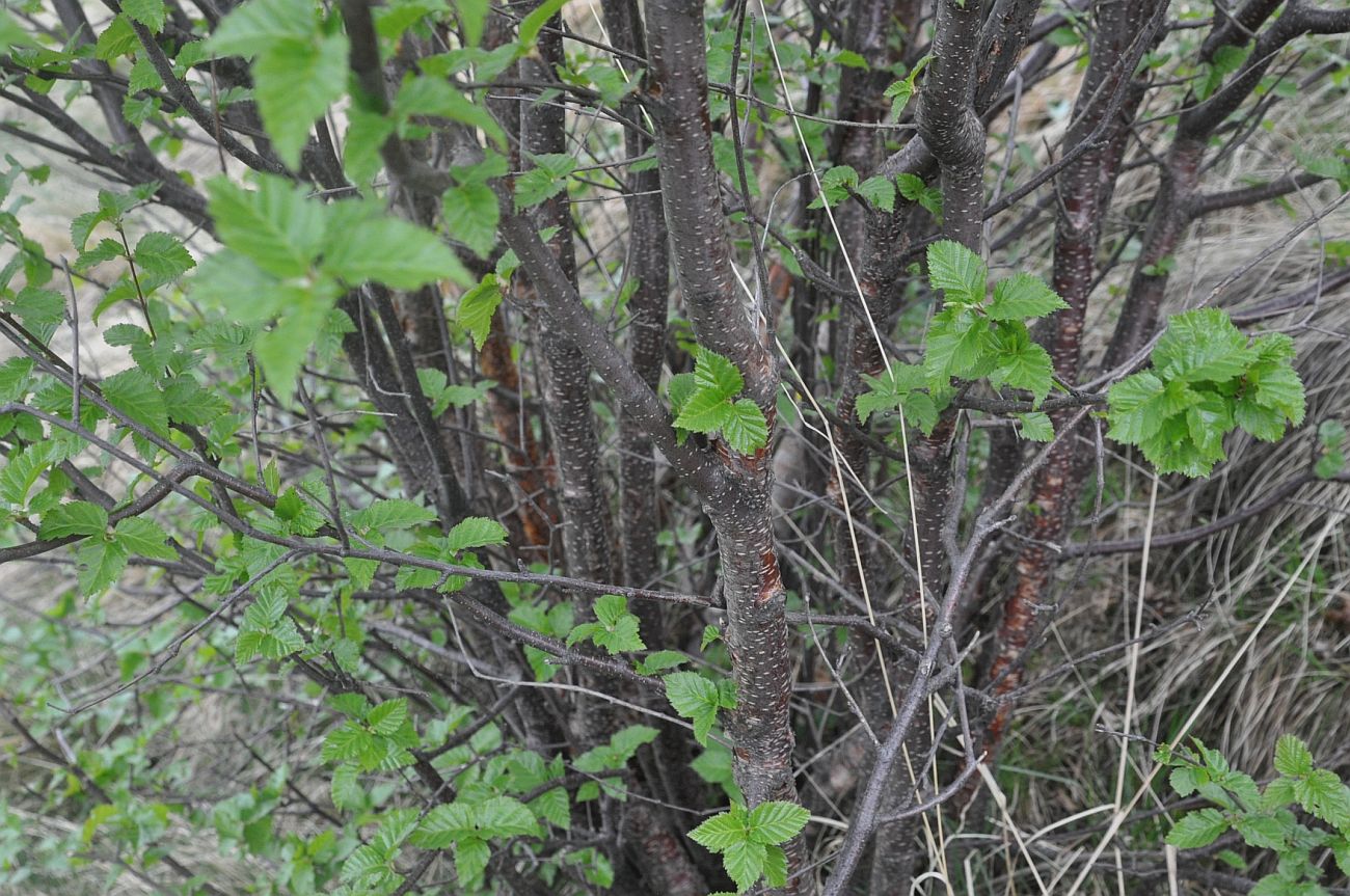 Image of genus Betula specimen.