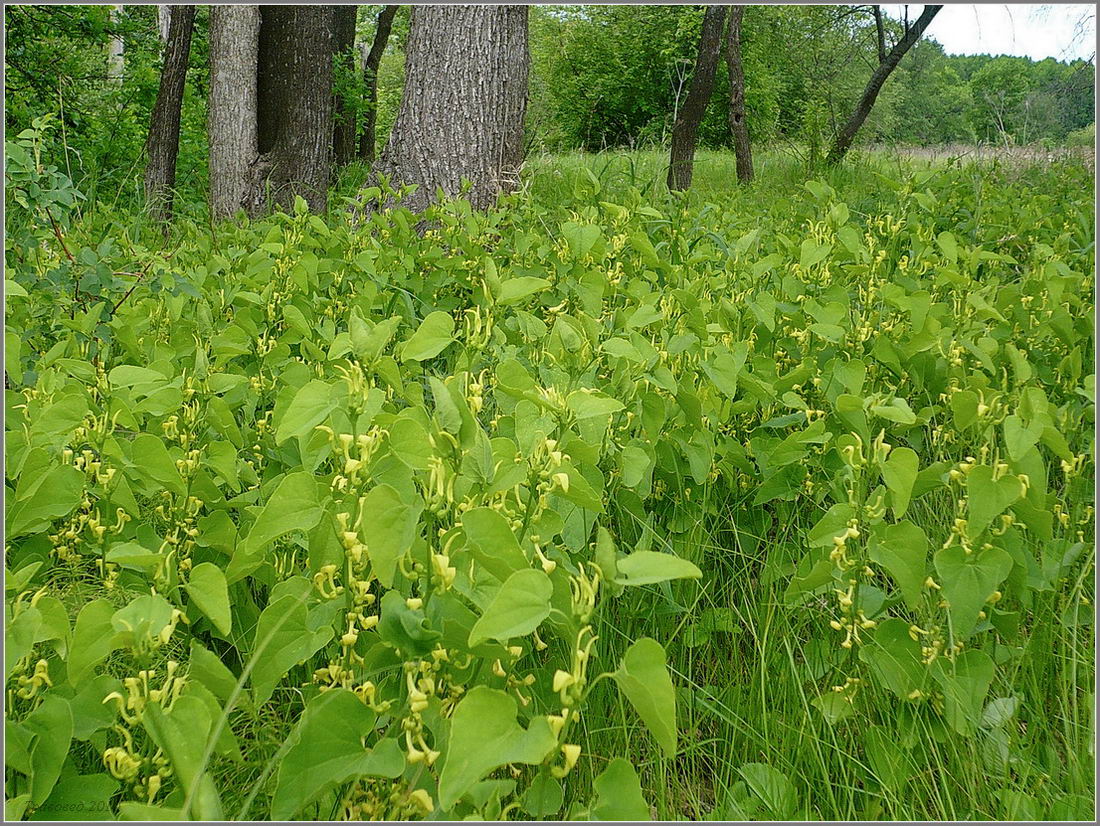 Image of Aristolochia clematitis specimen.