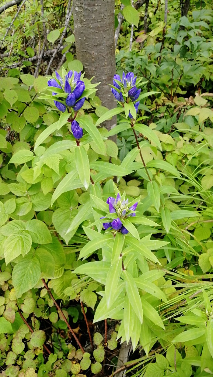 Image of Gentiana axillariflora specimen.