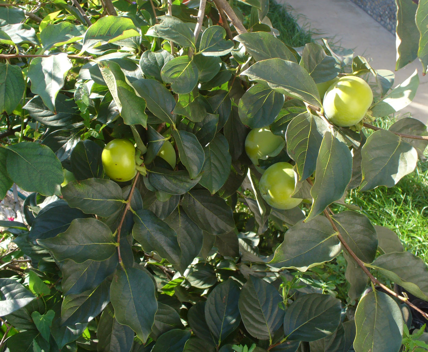 Image of Diospyros kaki specimen.